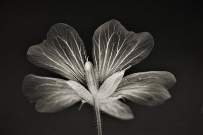 netlik,2019,(fotoğraf) by Alex Caminker