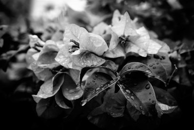 küme,2019,(fotoğraf) by Alex Caminker