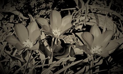 aile,2019,(fotoğraf) by Alex Caminker