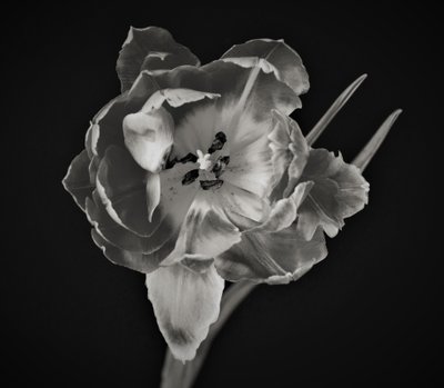çiçeğin geometrisi,2019,(fotoğraf) by Alex Caminker
