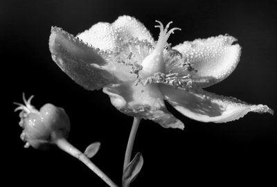 organik heykel,2019,(fotoğraf) by Alex Caminker