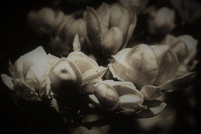 gizli anatomi,2019,(fotoğraf) by Alex Caminker
