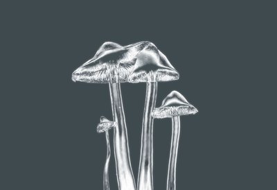 gümüş mashrooms,2019,(fotoğraf) by Alex Caminker