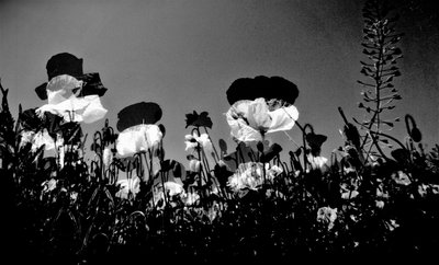 tiyatro,2019,(fotoğraf) by Alex Caminker