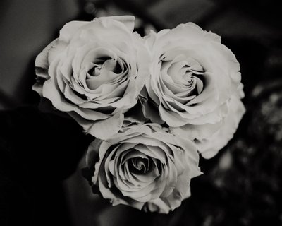 üç gül,2019,(fotoğraf) by Alex Caminker