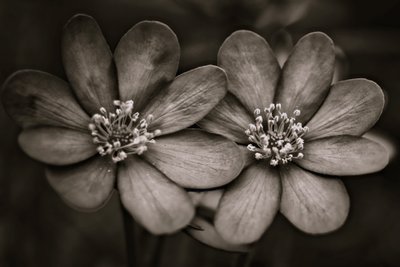 ikizler,2019,(fotoğraf) by Alex Caminker