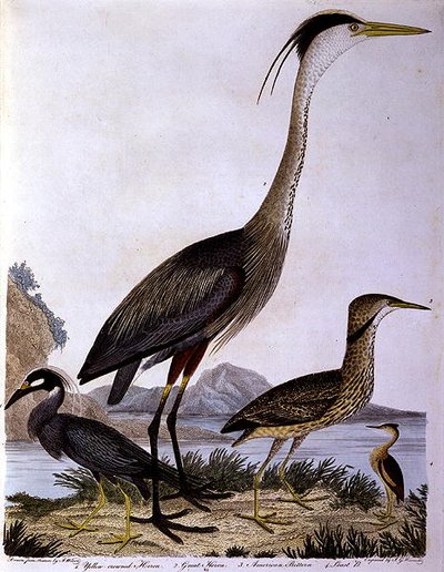 I. G. Marnicke tarafından oyulmuş balıkçıllar (renkli gravür) by Alexander (after) Wilson