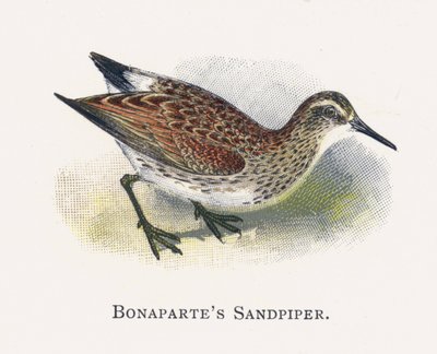 Bonapart çulluğu by Alexander Francis Lydon