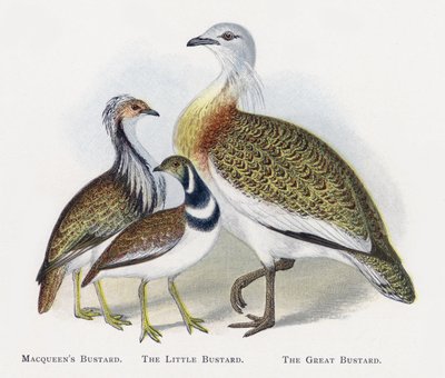 Macqueens Bustard, Küçük Toy, Büyük Bustard by Alexander Francis Lydon