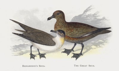 Richardsons Skua, Büyük Skua by Alexander Francis Lydon
