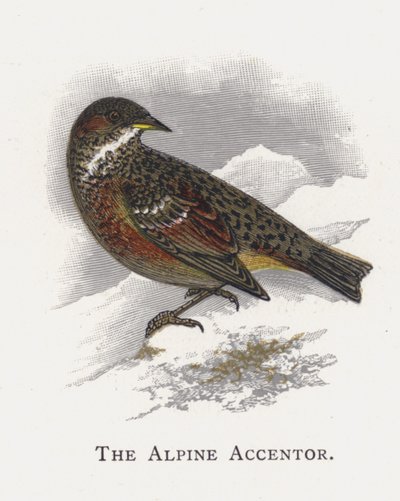 Alp Aksan by Alexander Francis Lydon
