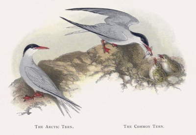 Arktik Sumru, Ortak Sumru by Alexander Francis Lydon
