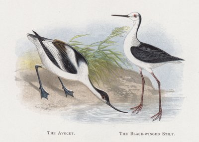 Avocet, Kara Kanatlı Tepe by Alexander Francis Lydon