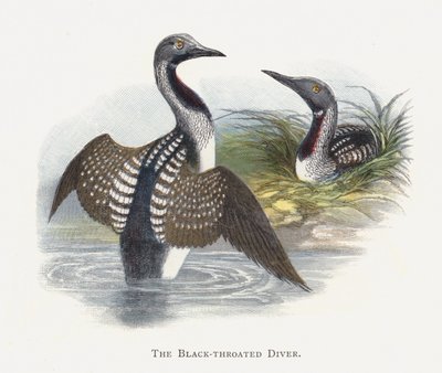 Kara boğazlı dalgıç by Alexander Francis Lydon