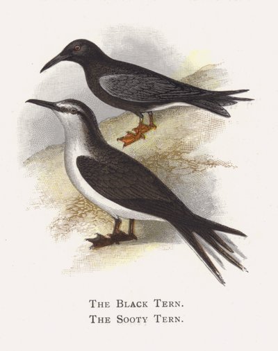 Kara Sumru, Kurumlu Sumru by Alexander Francis Lydon