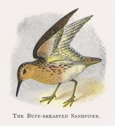 Buff göğüslü Sandpiper by Alexander Francis Lydon