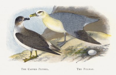 Kapaklı Petrel, Fulmar by Alexander Francis Lydon