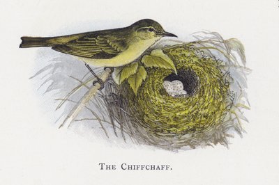 Chiffchaff by Alexander Francis Lydon