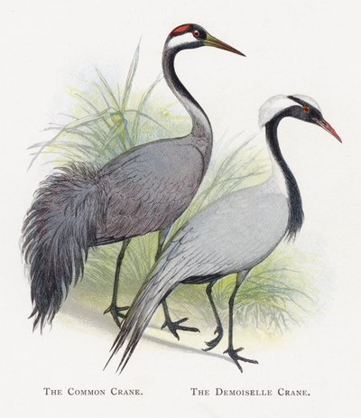 Ortak Turna, Demoiselle Turna by Alexander Francis Lydon