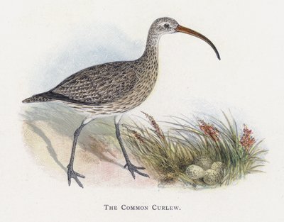 Ortak Curlew by Alexander Francis Lydon