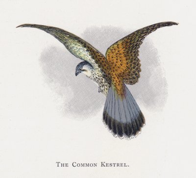Ortak Kerkenez by Alexander Francis Lydon