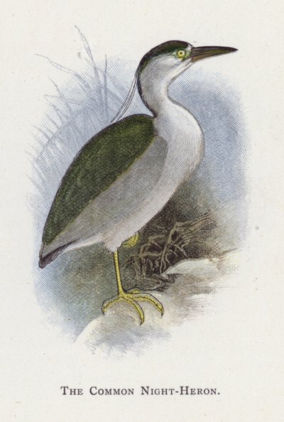 Ortak Gece Balıkçıl by Alexander Francis Lydon