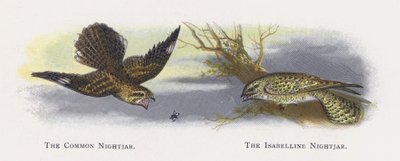 Sıradan Nightjar, Isabelline Nightjar by Alexander Francis Lydon