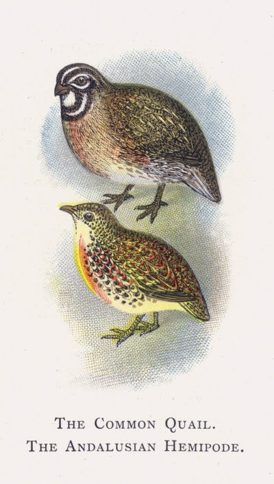 Adi Bıldırcın, Endülüs Yarımayak by Alexander Francis Lydon