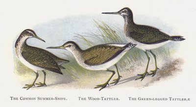Ortak Yaz-Çulluğu, Tahta-Tattler, Yeşil Bacaklı Tattler by Alexander Francis Lydon