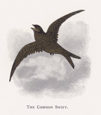 Ortak Hızlı by Alexander Francis Lydon
