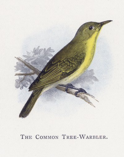 Ortak Ağaç-Warbler by Alexander Francis Lydon