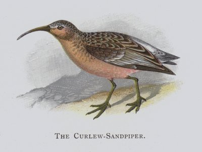 Curlew-Sandpiper by Alexander Francis Lydon