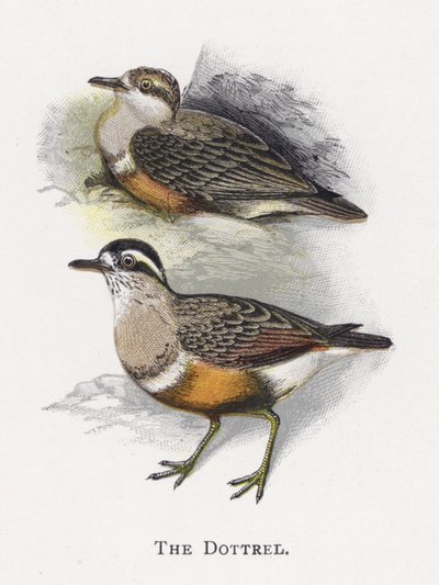 Dottrel by Alexander Francis Lydon