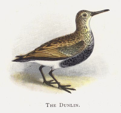 Dunlin by Alexander Francis Lydon