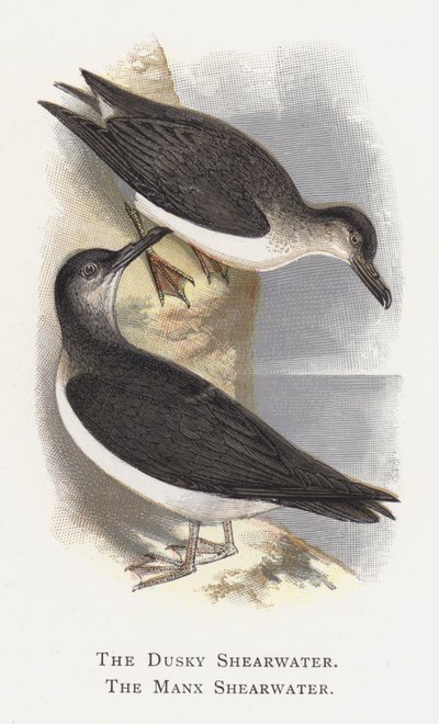 Dusky Shearwater, Manx Shearwater by Alexander Francis Lydon
