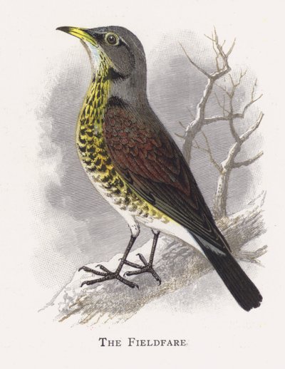 Fieldfare by Alexander Francis Lydon