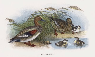 Gadwall by Alexander Francis Lydon