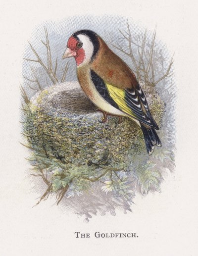 saka kuşu by Alexander Francis Lydon