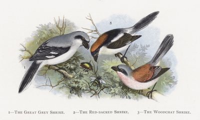 Büyük Gri Örümcek, Kızıl Sırtlı Örümcek, Woodchat Örümcek Kuşu by Alexander Francis Lydon