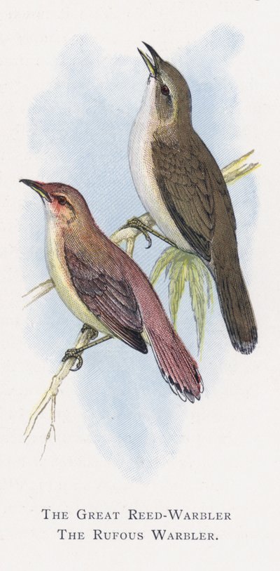 Büyük Reed-Warbler, Kızıl Ötleğen by Alexander Francis Lydon