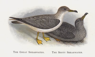 Büyük Shearwater, İsli Shearwater by Alexander Francis Lydon