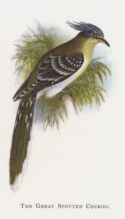 Büyük Benekli Guguk Kuşu by Alexander Francis Lydon