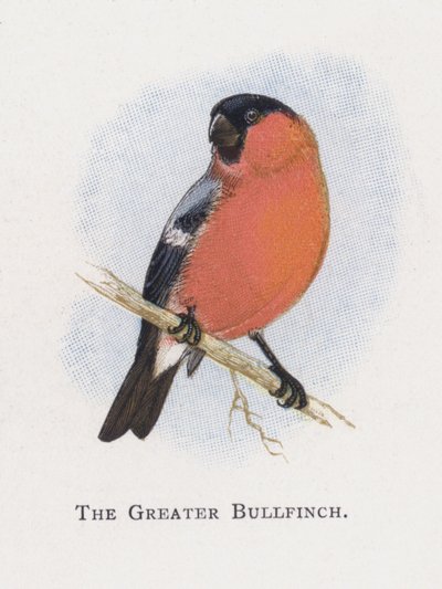 Büyük Şakrak Kuşu by Alexander Francis Lydon