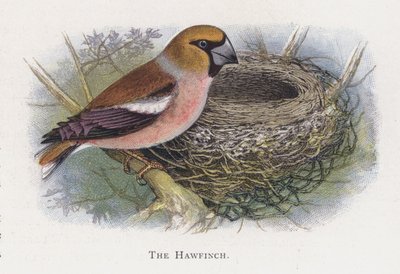Hawfinch by Alexander Francis Lydon