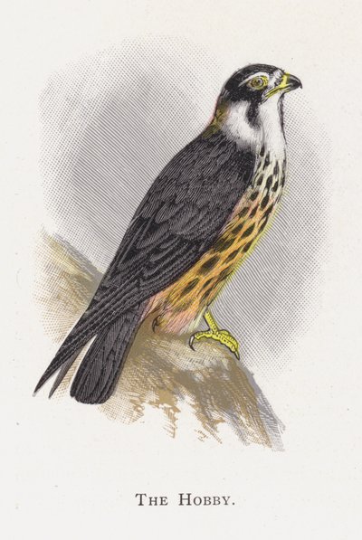 Hobi by Alexander Francis Lydon