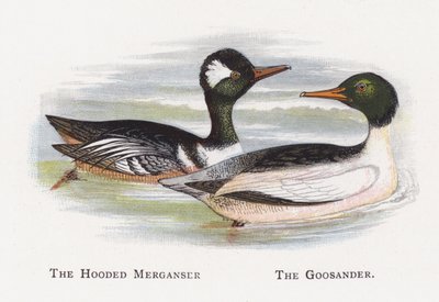Kapşonlu Merganser, Goosander by Alexander Francis Lydon