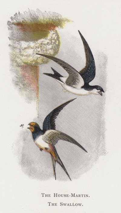 Ev-Martin, Kırlangıç by Alexander Francis Lydon