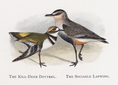 Killdeer Dotterel, Sosyal Kız Kuşu by Alexander Francis Lydon