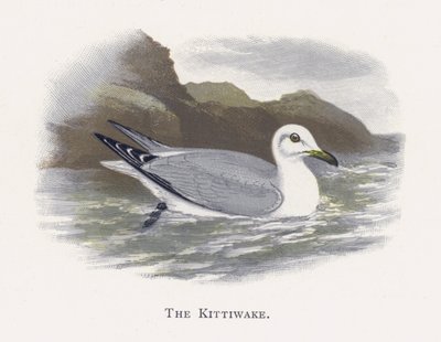 Kittiwake by Alexander Francis Lydon