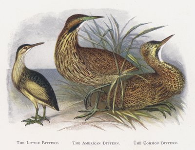 Küçük Bittern, Amerikan Bittern, Ortak Bittern by Alexander Francis Lydon